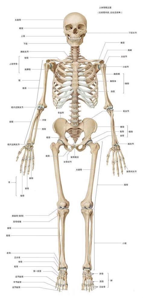 身體 骨架